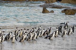 Kapstadt: Boulders Penguin Colony – im Voraus gebuchtes Ticket