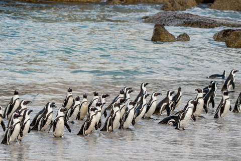 Kaapstad: Boulders Penguin Colony vooraf geboekt toegangsbewijsVooraf geboekte toegangsbewijs voor Boulders Penguin Colony