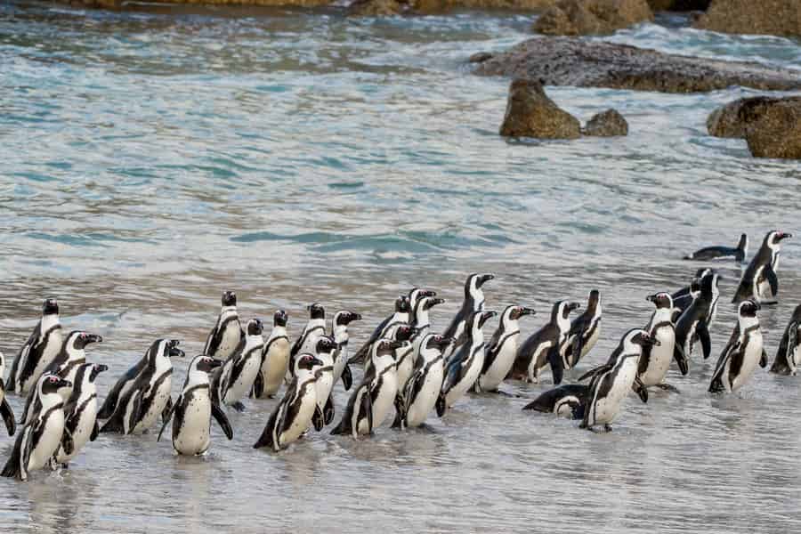 Kapstadt: Boulders Penguin Colony – im Voraus gebuchtes Ticket. Foto: GetYourGuide Kapstadt: Boulders Penguin Colony – im Voraus gebuchtes Ticket. Foto: GetYourGuide