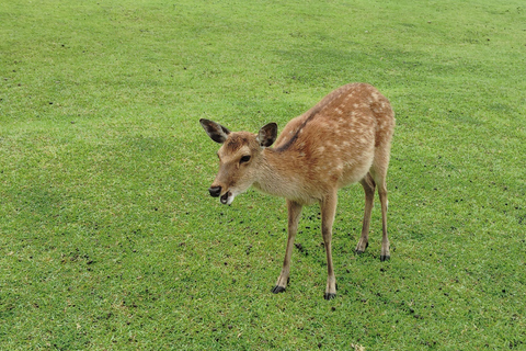 Nara: Hike Mt. Wakakusa and Encounter Wild Free-Roaming Deer