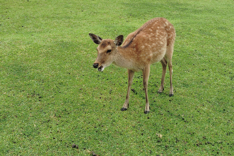 Nara: Hike Mt. Wakakusa and Encounter Wild Free-Roaming Deer
