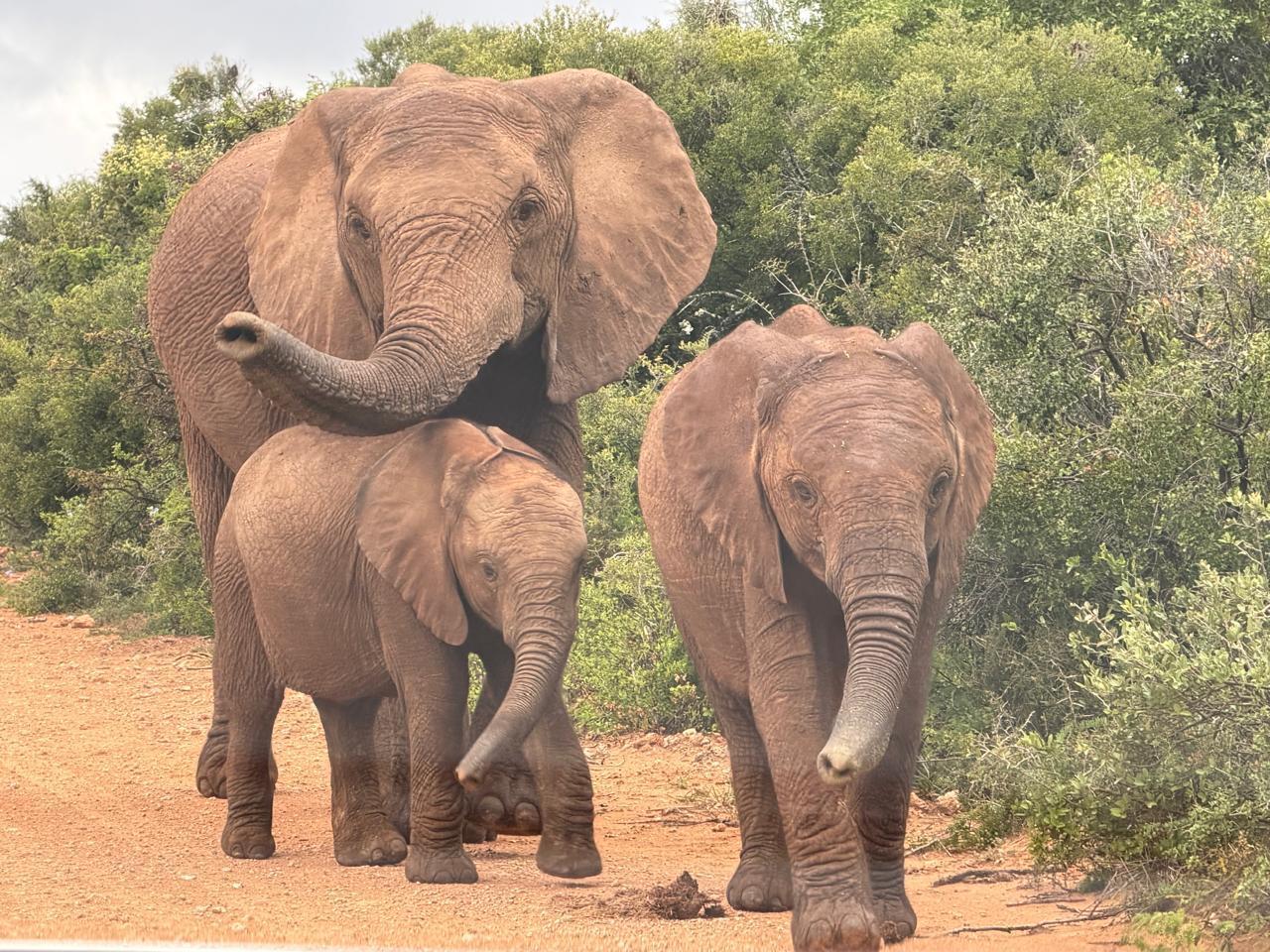 Addo: Private Safari im Addo-Elefanten-Park mit Braai-Mittagessen ✅