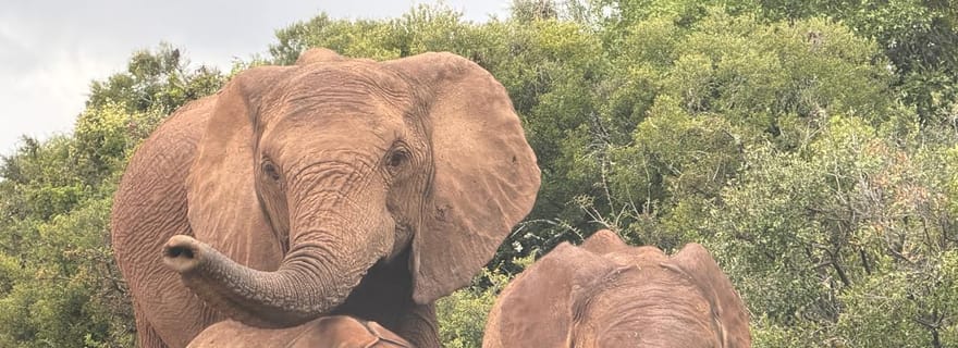 Addo : safari privé au parc des éléphants d'Addo avec déjeuner braai ✅