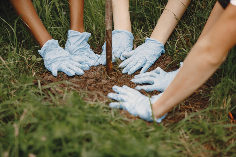 Yerevan: Private Tree Planting Experience with Tea