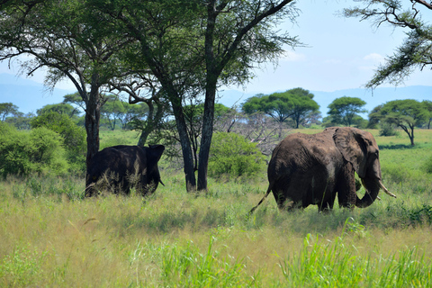Tarangire-Nationalpark &amp; Eyasi-See (Datoga- &amp; Hadzabe-Dörfer)Premium Lodge im Tarangire-Nationalpark