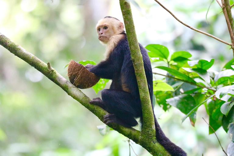 Uvita: Corcovado Rainforest & Wildlife Adventure