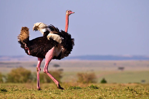 4 days Tsavo East, Amboseli and saltlick lodge safari