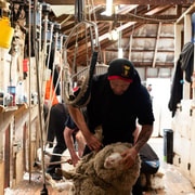Tekapo: Merino Sheep Shearing and Sheepdog Demonstration