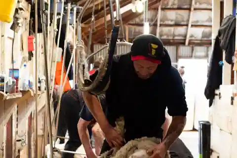 Tekapo: Tosquia de ovelhas Merino e demonstração de cães pastores