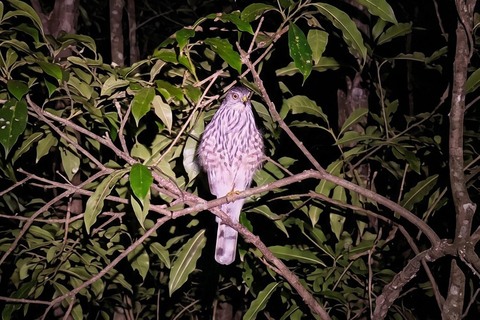 Monteverde: Finca Lantana Creek & Forest Twilight Tour
