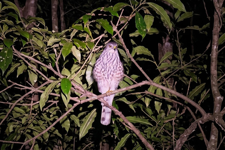 Monteverde: Finca Lantana Creek & Forest Twilight Tour