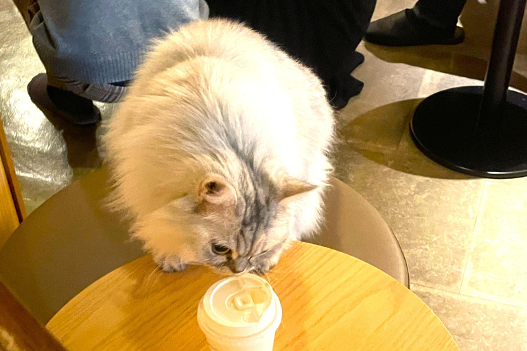 Tokyo: Gotokuji Cat Temple, Shinjuku Cat Cafe & 3D Cat Tour