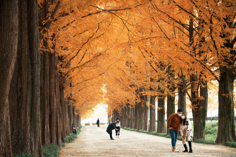 Busan: Damyang Juknokwon Bamboo Forest & Metasequoia Road Damyang Autumn Group Tour, Meet at Busan Subway Station