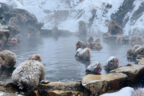 Depuis Tokyo : Excursion d&#039;une journée au parc des singes des neiges de Nagano et au temple Zenkoji