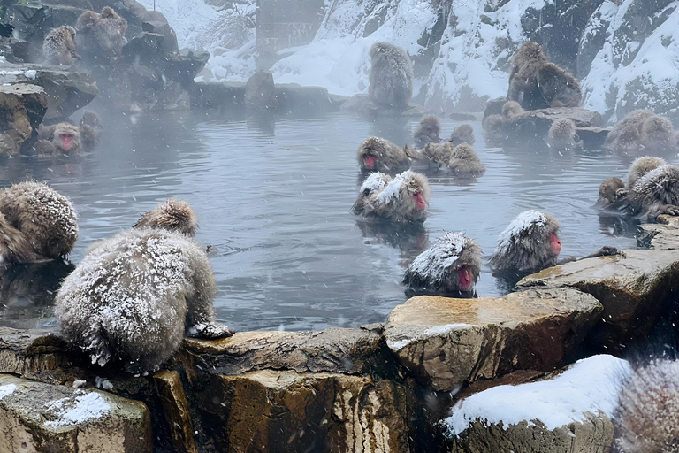 Depuis Tokyo : Excursion d&#039;une journée au parc des singes des neiges de Nagano et au temple Zenkoji