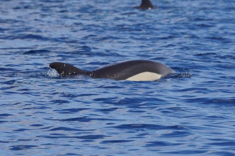 Sunset Dolphin Watching Tour on Hybrid Boat in Small Group