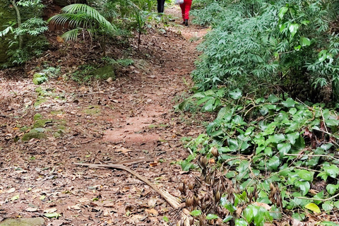 Tijuca Forest´s hike: caves, waterfalls and great views