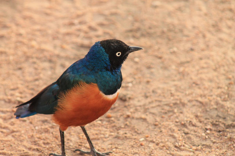 2 días 1 noche Parque Nacional Nyerere desde Zanzíbar en avión