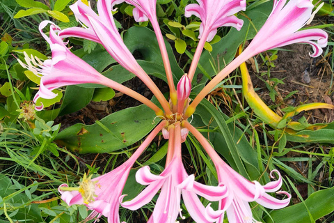 St Lucia: iSimangaliso Wetland Park Boat Cruise & Walk