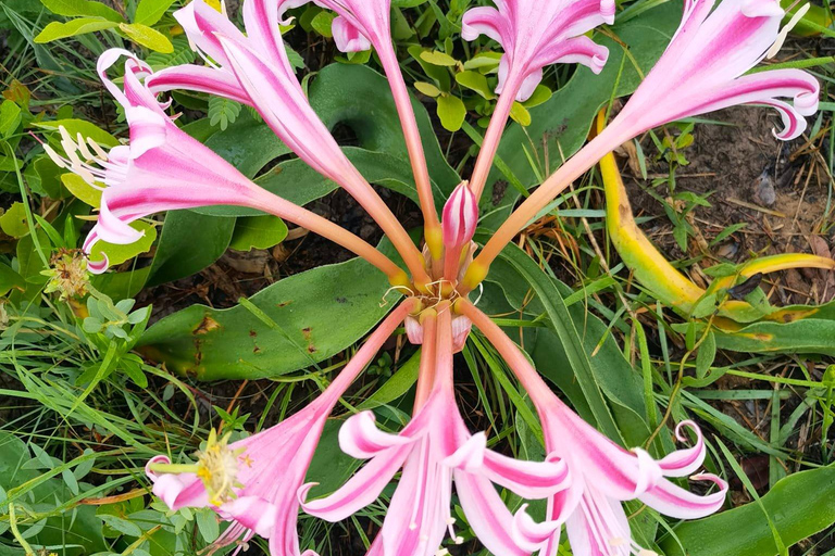 St Lucia: iSimangaliso Wetland Park Boat Cruise & Walk