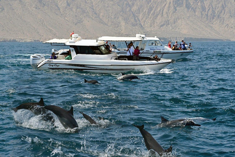 Muscat: Majestic Dolphins – Private Ocean Tour