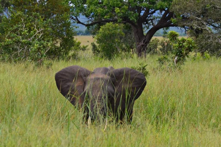Sansibar: Safari Tagestour von Sansibar nach Mikumi