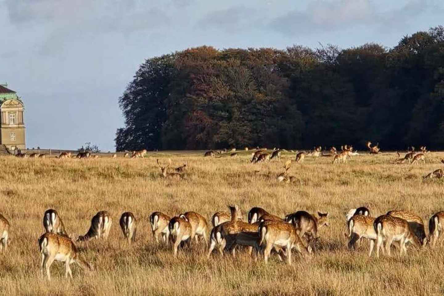 Copenhagen: Guided Tour Deer Park in Klampenborg
