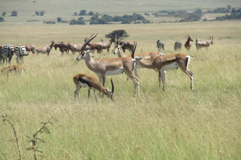 Excursion d&#039;une journée dans le parc national du Masai Mara et visite du village Masai