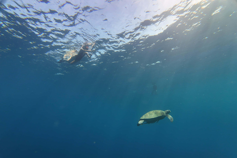 Coron: Dugong and Sea Turtle Watching with Lunch