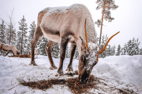 Rovaniemi: Private Santa Claus Village Tour & Sleigh Ride