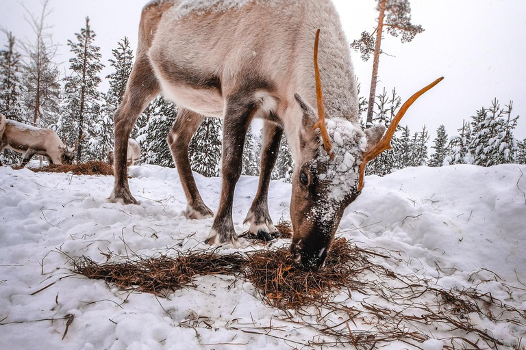 Rovaniemi: Private Santa Claus Village Tour & Sleigh Ride