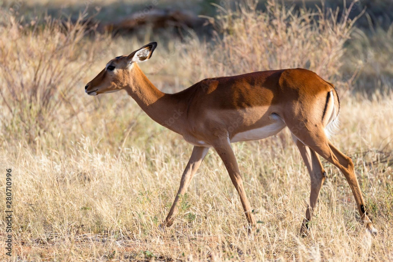 Dar es Salaam: 3-Day Nyerere National Park Safari