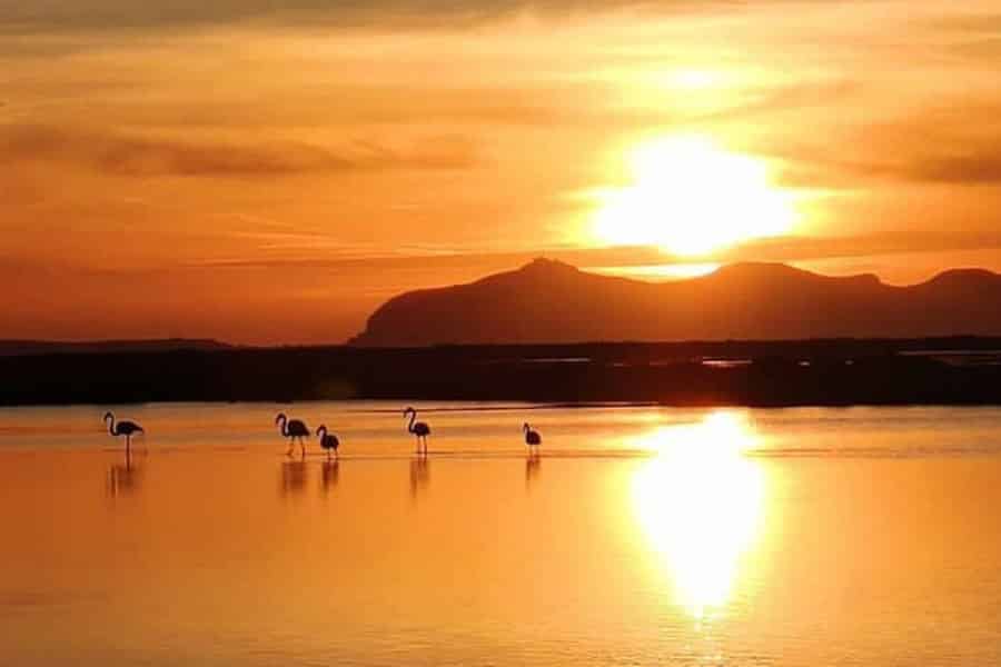 Trapani: Tour zum Sonnenuntergang in den Salinen und Flamingo Way. Foto: GetYourGuide