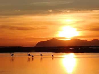Trapani : visite des salines au coucher du soleil et chemin des flamants roses