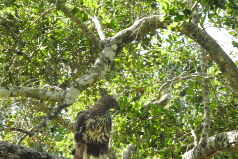 From Waligama, Mirissa, Tangalle, Yala safari & drop to Ella Yala Full day safari