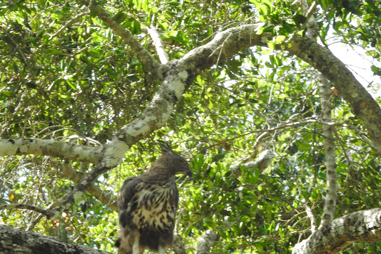 From Waligama, Mirissa, Tangalle, Yala safari & drop to Ella Yala Full day safari