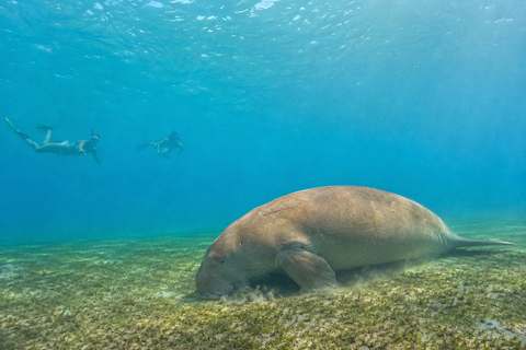 Marsa Alam: Abu Dabbab Beach Snorkeling or Diving Trip Abu Dabbab Beach Snorkeling