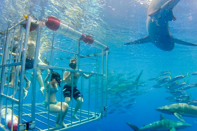 Visit Oahu Shark Cage Dive on the North Shore in North Goa