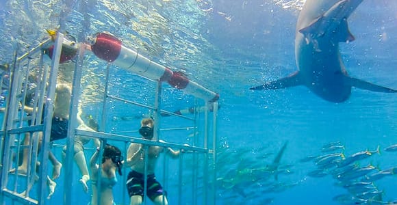 Oahu: Shark Cage Dive on the North Shore