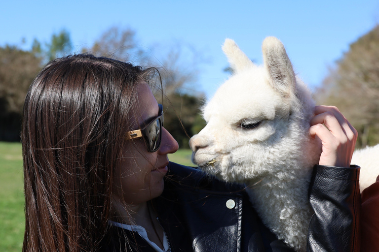 From Christchurch: Alpaca Farm Tour with Feeding and Guide