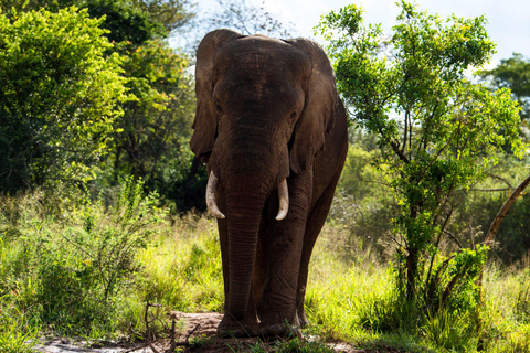 Kigali: Excursión de lujo de un día al Parque Nacional de Akagera con paseo en barco