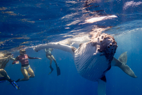 Costa Dorada: Nada con ballenas