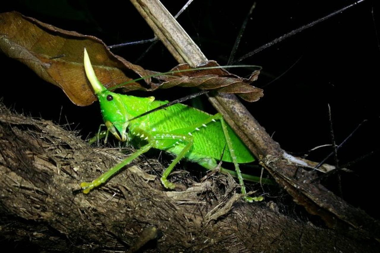 Monteverde: Private Night Tour with Wildlife Encounters