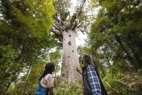 Auckland: Floresta Waipoua Kauri, Tane Mahuta e visita ao museu