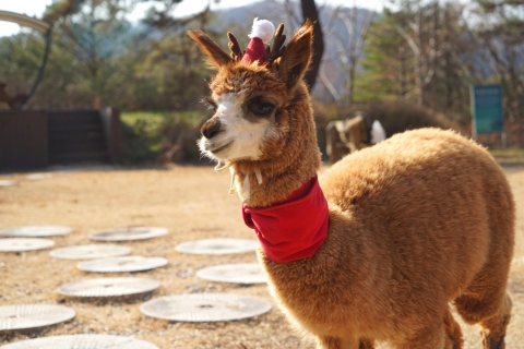 Seoul: Alpaca World & Nami Island (Optional Korean Garden) Private Tour with Garden, with Hotel Pickup/Dropoff