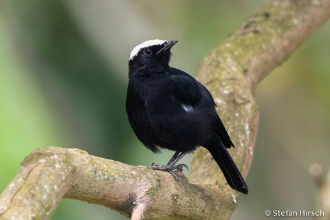 Kigali : excursion d'observation des oiseaux avec déjeuner et transferts
