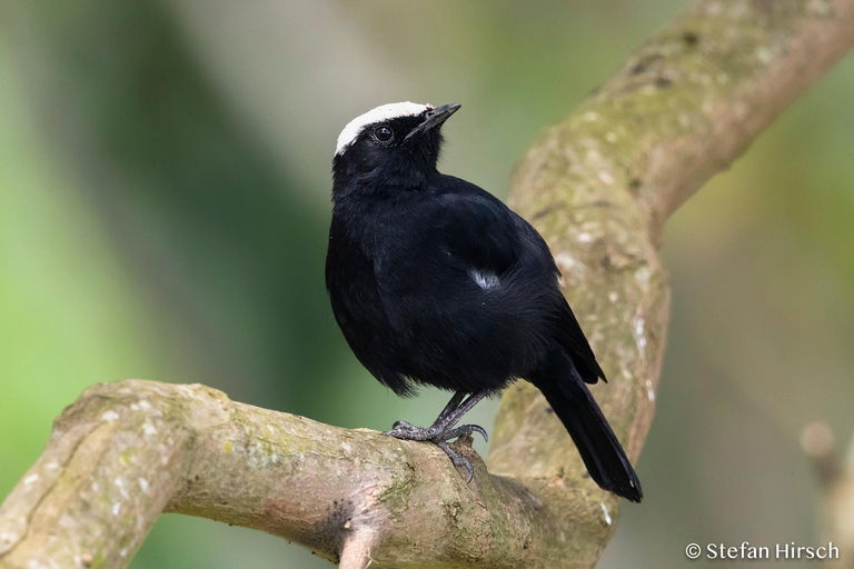 Kigali : excursion d'observation des oiseaux avec déjeuner et transferts