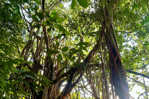 Hong Kong: 360 Panorama Sunset Hike to the Peak with Local Hong Kong: 360° Panorama Sunset Hike to the Peak with Local