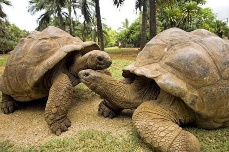 Spice Farm, Prison Island, Stonetown Tour+Slave market visit With hotel pickup and fees included