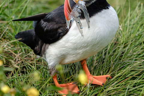 Seyðisfjörður: Puffins, Reindeer, & Waterfall Tour German Departure